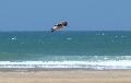 Gaivota