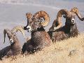 Cabras montesas