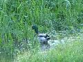 Pato-real