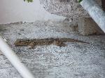 Osga-moura <i>(Tarentola mauritanica)</i>