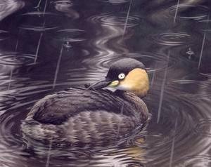 Mergulhão-do-Alaotra