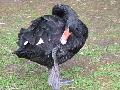 Cisne-negro