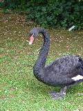 Cisne-negro