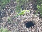 Aves
