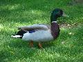 Pato-real