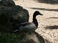 Pato-real
