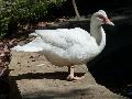 Pato