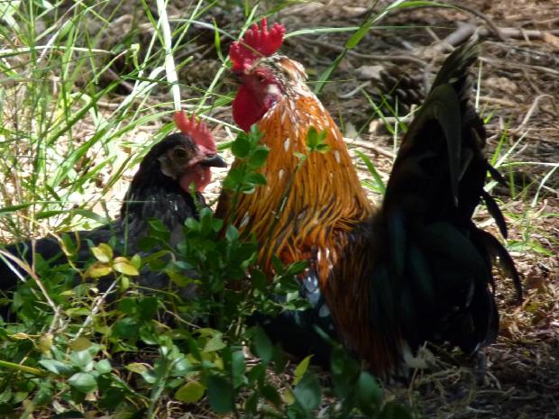 Galo e galinha