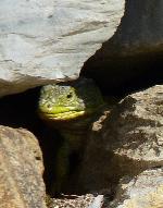 Sardão <i>(Lacerta lepida)</i>