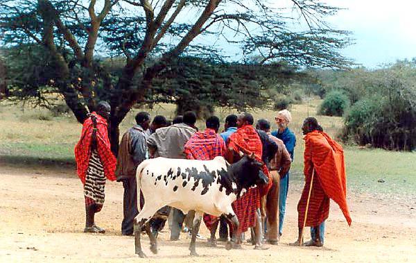 Vaca masai
