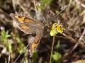 Borboleta-loba