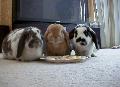 Coelhos