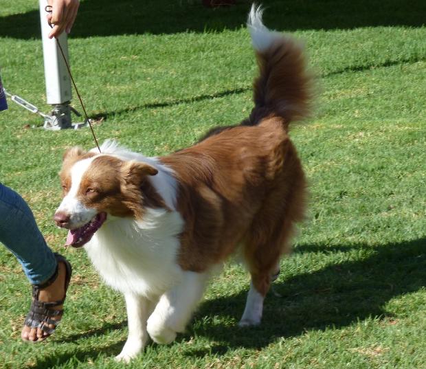 Cão de Pastor Australiano