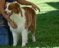 Cão de Pastor Australiano