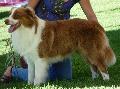 Cão de Pastor Australiano