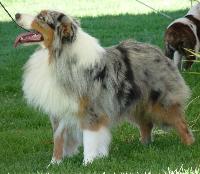 Criadores de cães Pastor Australiano