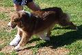 Cão de Pastor Australiano