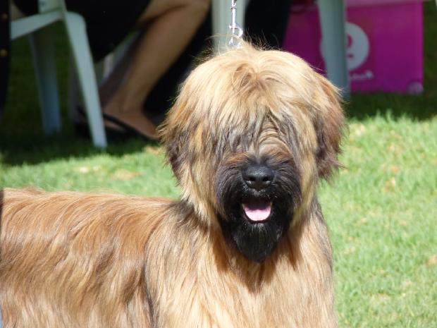 Cão de Pastor de Brie
