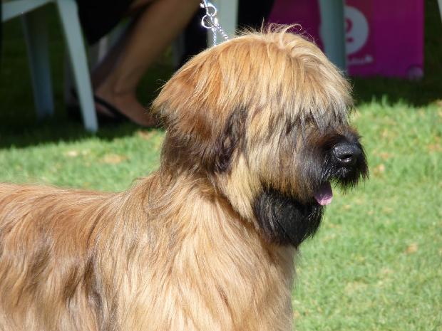 Cão de Pastor de Brie