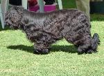 Cães