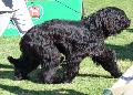 Cão de Pastor de Brie