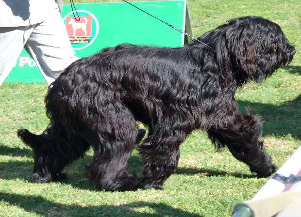 Cão de Pastor de Brie
