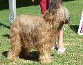 Cão de Pastor de Brie