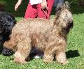 Cão de Pastor de Brie