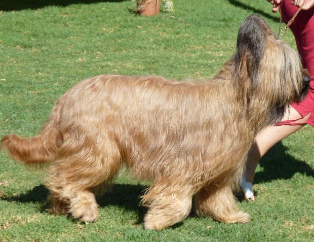 Cão de Pastor de Brie
