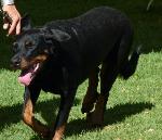 Criadores de cães Pastor de Beauce