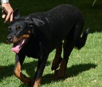 Criadores de cães Pastor de Beauce
