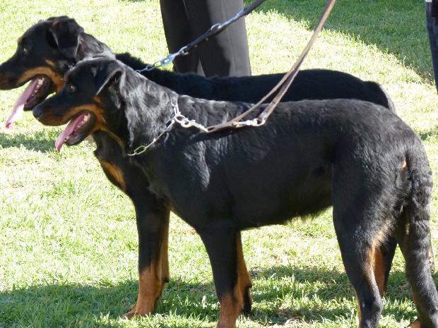 Cão de Pastor Beauce