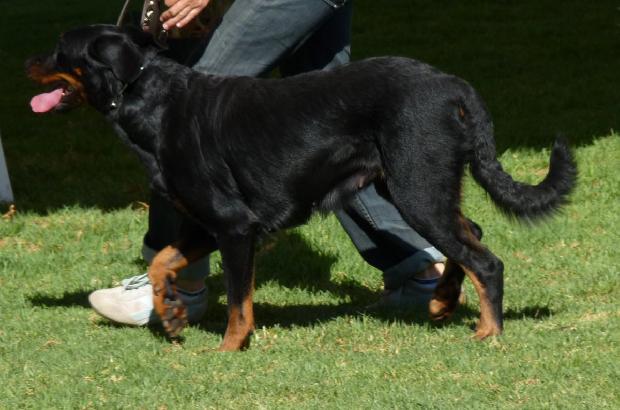 Cão de Pastor Beauce