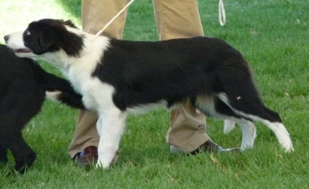 Border Collie