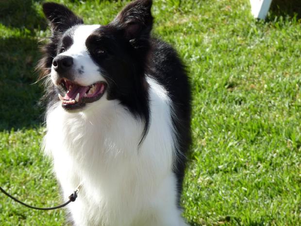 Border Collie