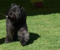 Criadores de cães Boieiro da Flandres