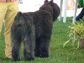 Cão Boieiro da Flandres