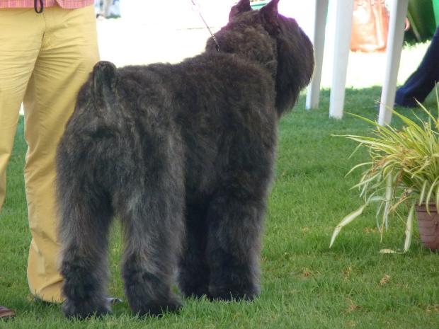 Cão Boieiro da Flandres