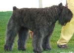 Cães