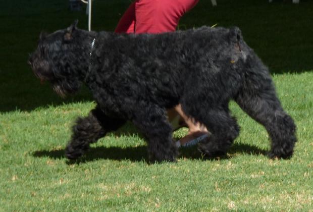 Cão Boieiro da Flandres