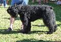 Cão Boieiro da Flandres