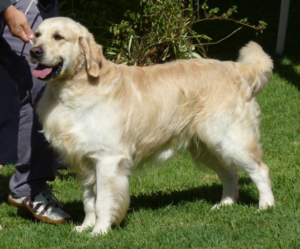 Golden Retriever