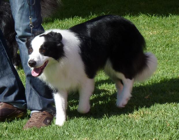 Border Collie