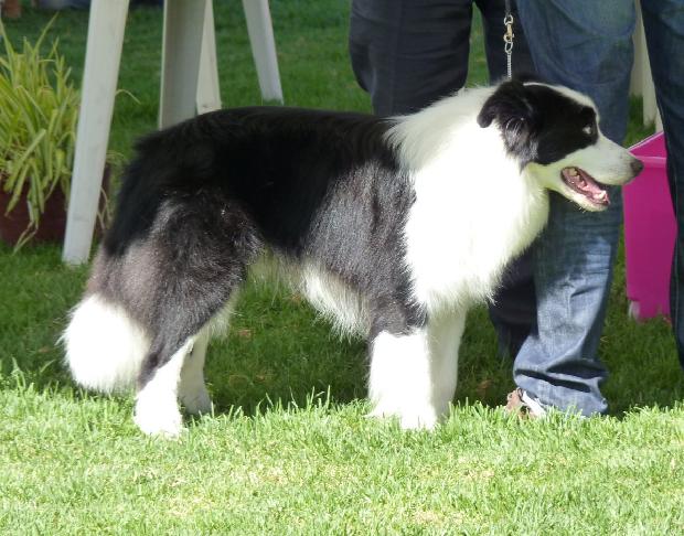 Border Collie