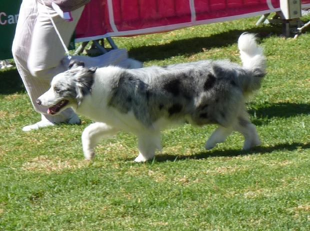 Border Collie