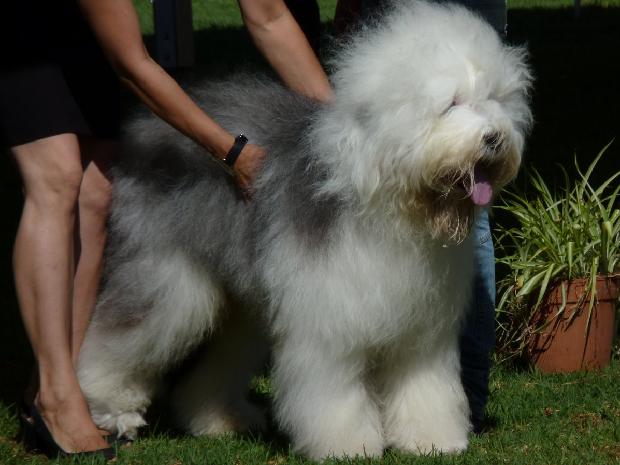 Old English Sheepdog