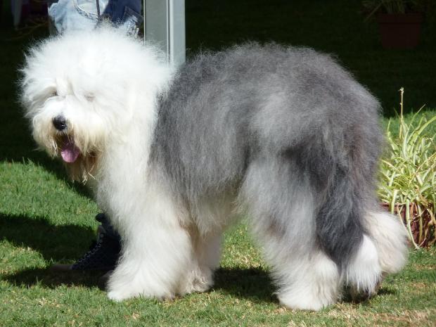 Old English Sheepdog
