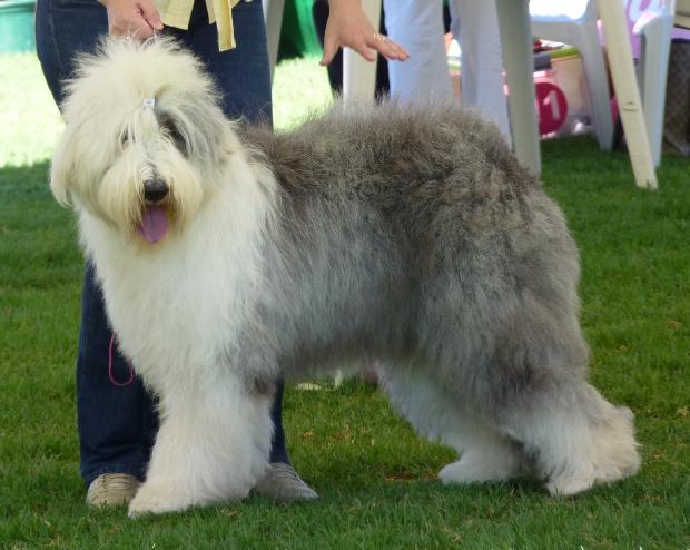 Old English Sheepdog