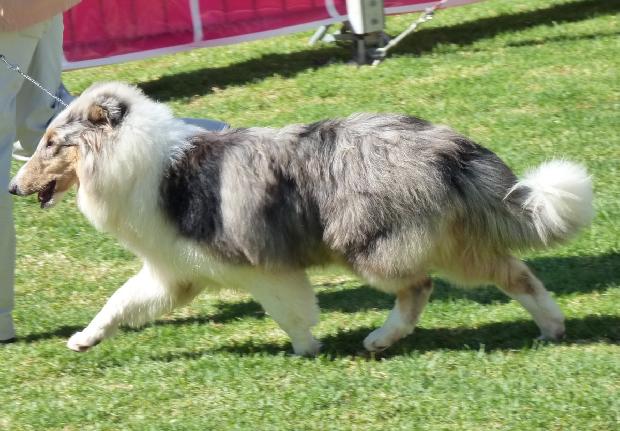 Collie de Pêlo Comprido