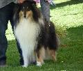 Collie de Pêlo Comprido